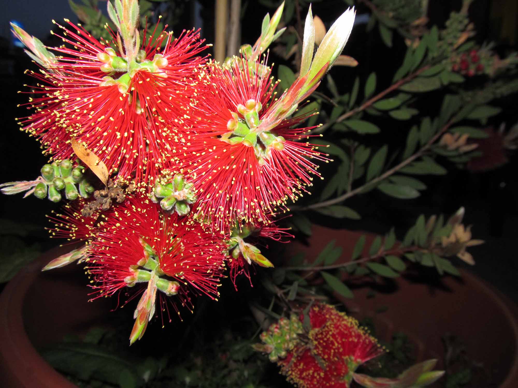 Callistemon