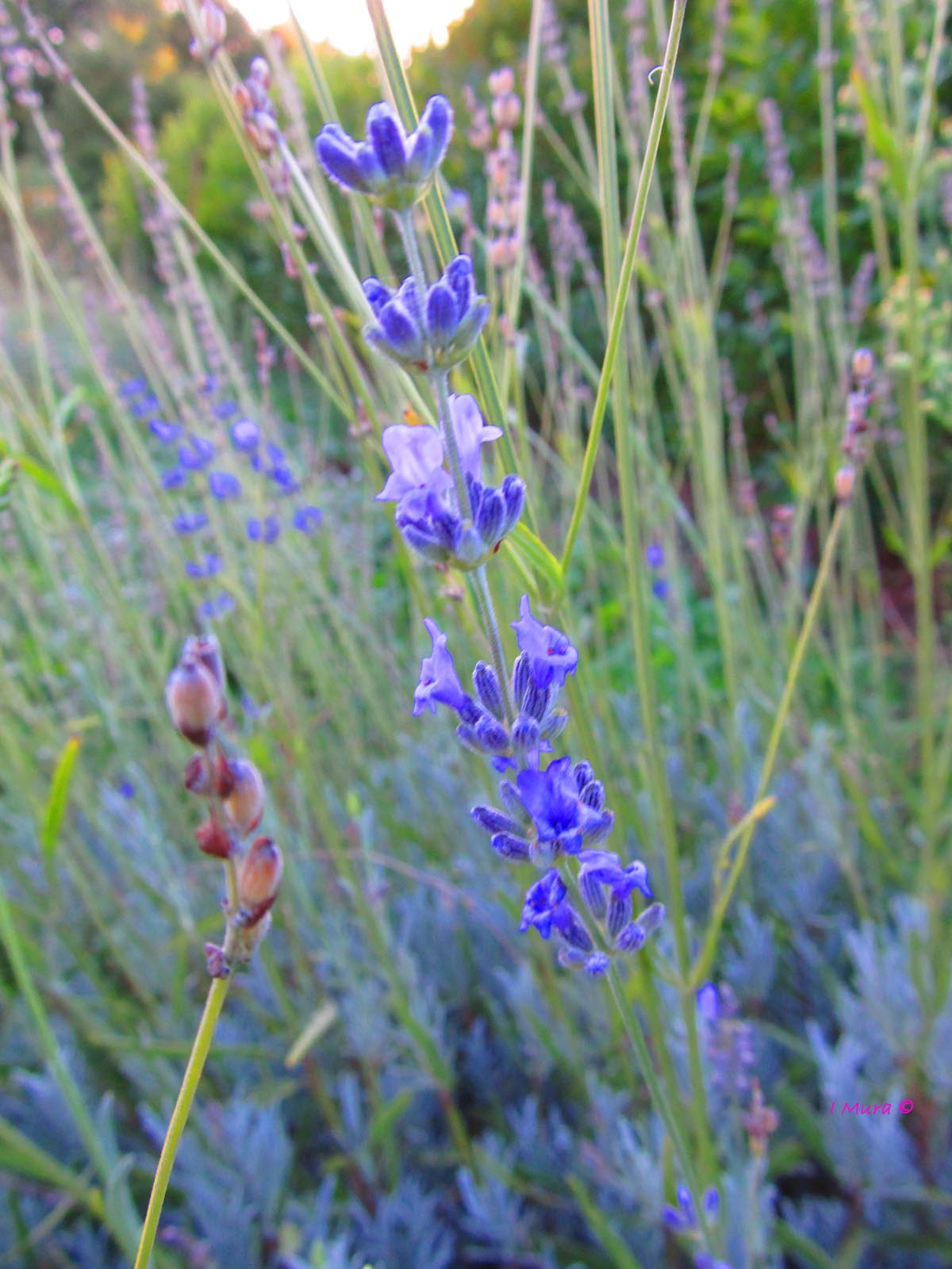 Lavanda