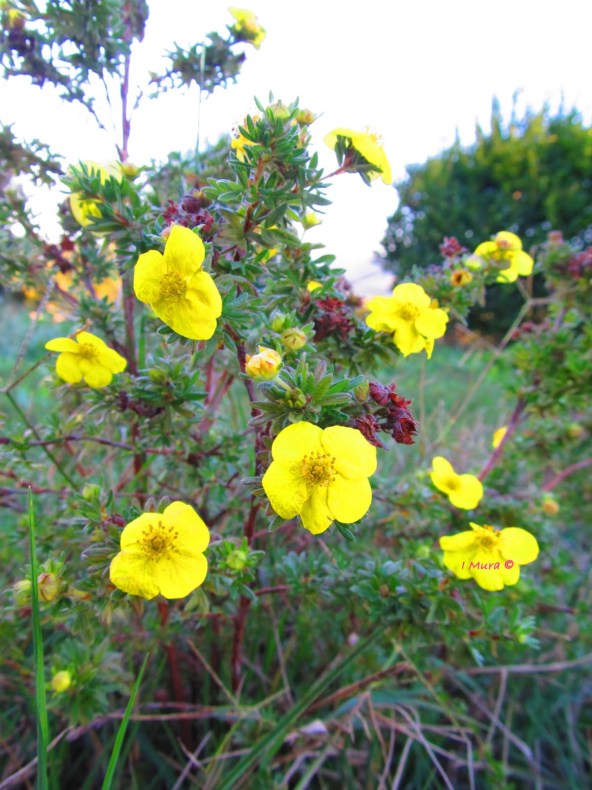 Potentilla